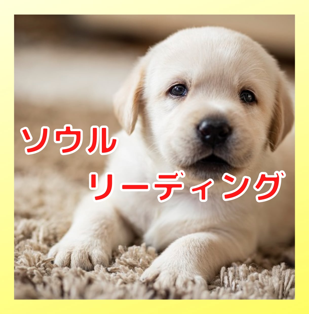 ココナラ❤️愛するペットをソウルリーディングします 出会いの真の意味を知りたい方へ❤️ペットの使命や想い伝えます イメージ1