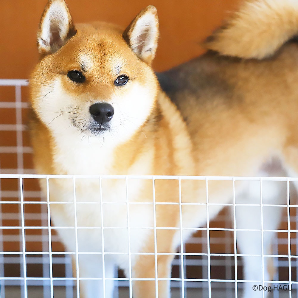 経験豊富な犬のスペシャリストがお悩み解決します 年間800件以上のお悩みに対応中♪丁寧に解説いたします。 イメージ8