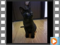 写真や動画に音楽を重ねてムービーにします 「飲み会、結婚式の余興で軽く場を盛り上げたい場合に最適」 イメージ1