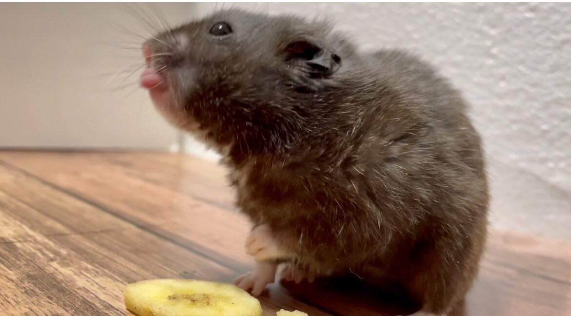 ペットの正しい飼い方、アドバイス教えます コロナ禍で増える捨てられるペットが減りますように イメージ3