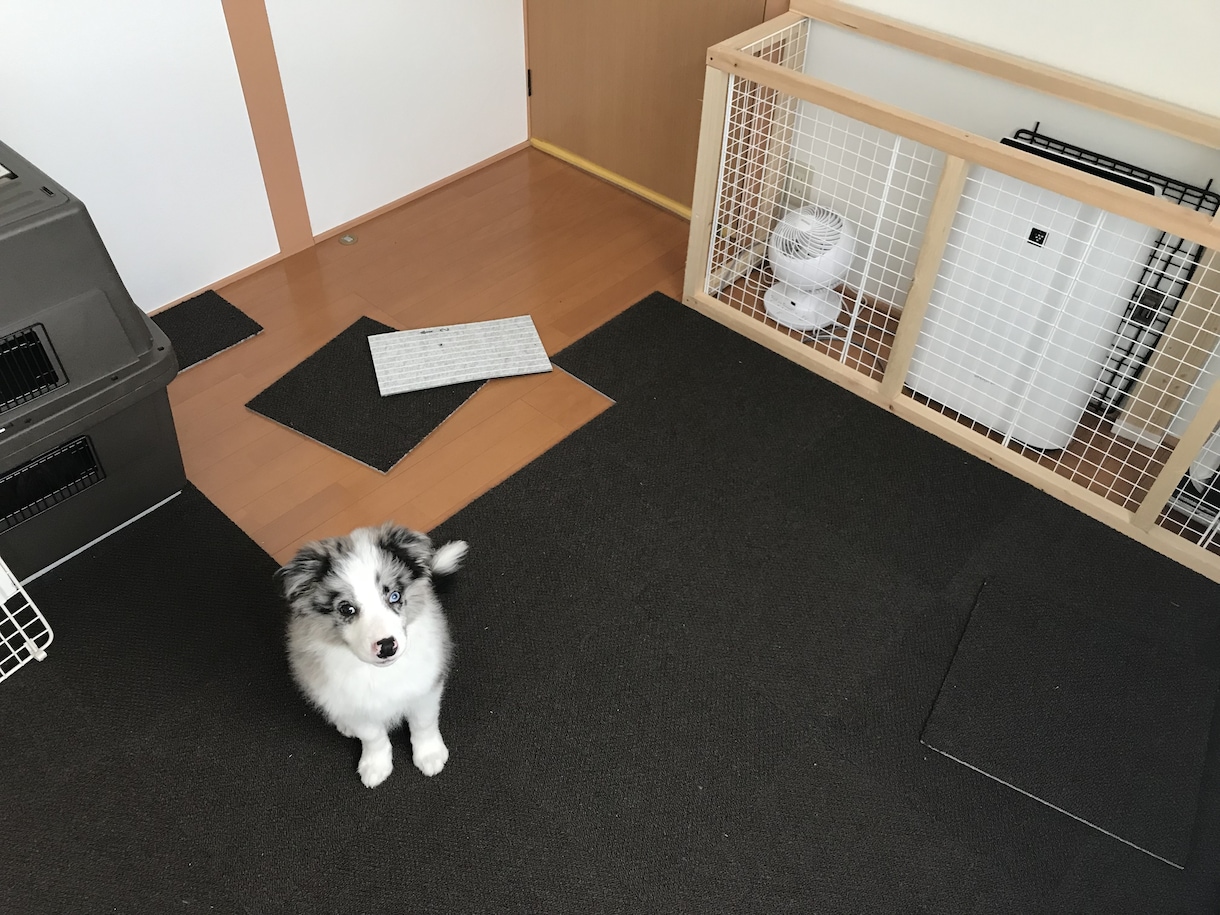 愛犬の間取りや内装の悩みをプロが解決します 現場監理15年×愛犬家！安全な間取りや内装をアドバイス イメージ2