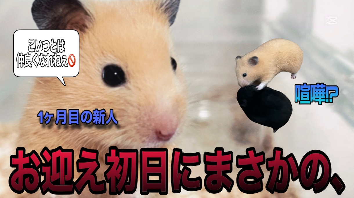 YouTube、TikTok全般承ります shorts動画、10分から30分の尺動画なんでも作ります イメージ1