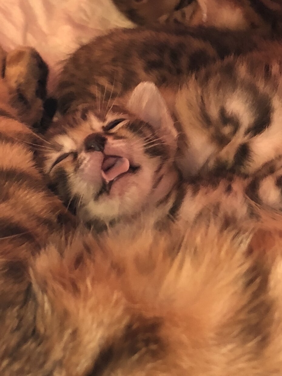 猫の専門家が猫ちゃんの出産サポートします 妊娠中の猫ちゃんから出産時、育児中の猫ちゃんまで イメージ1
