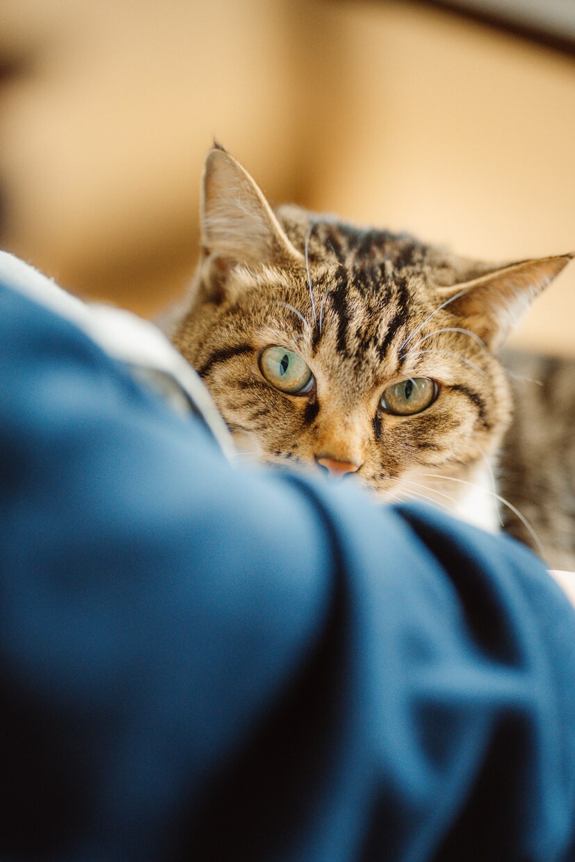 愛犬、愛猫を愛情持って撮影します 共にお住まいのペットをご家族として撮影させていただきます イメージ6