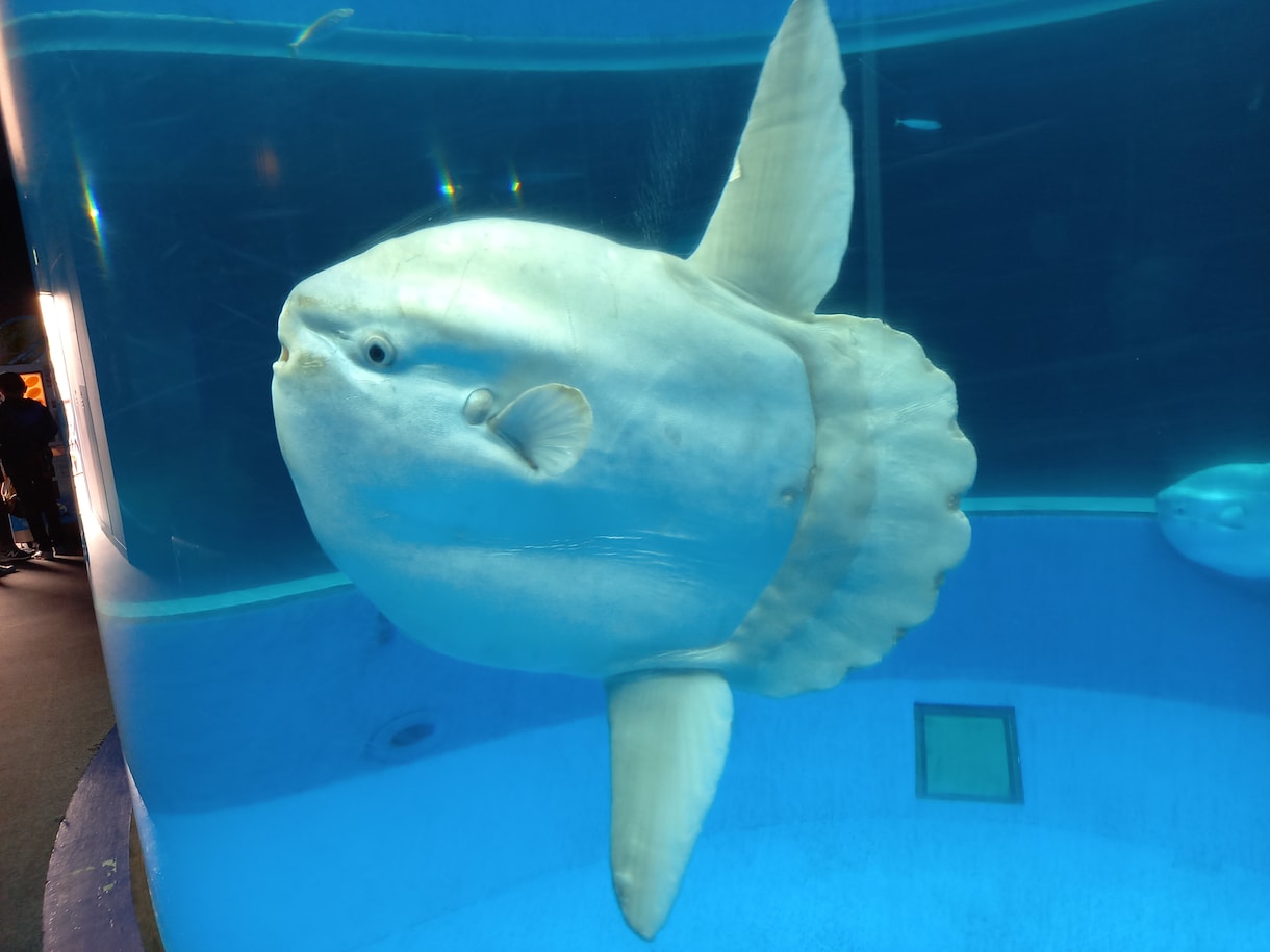 24時間以内に返信！ワンコインタロット占いします なんで、マンボウ！？幸運の生き物だからです。 イメージ1