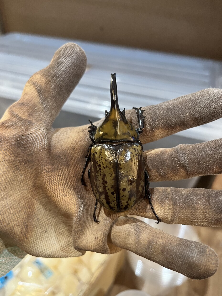 国内外のクワガタカブト虫の飼育、採集方法教えます クワガタカブトムシのことなら任せてください。 イメージ1