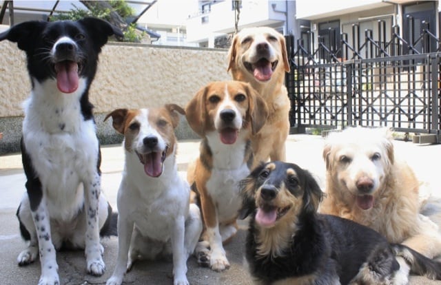 動物看護師が犬、猫、小動物の飼い方アドバイスします ペットの飼い方や付き合い方に悩んでる方！ イメージ1