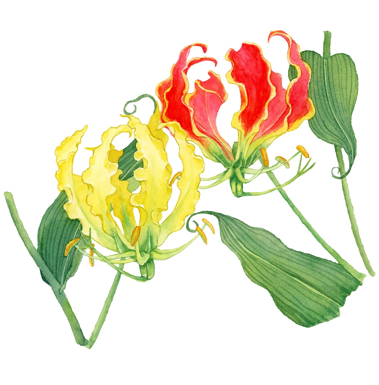 商用◎手描き水彩で心惹かれる花のイラストを描きます カラーラフ修正無制限、ヒアリングが得意です。構図から提案も可 イメージ10