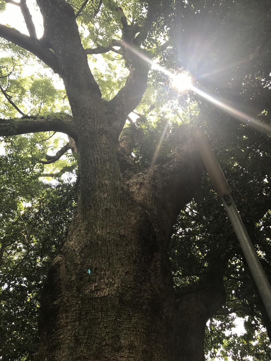 ご予約から10分以内に鑑定をいたします 背中を押して欲しいあなたへ恋愛・仕事・進学・就職 イメージ2