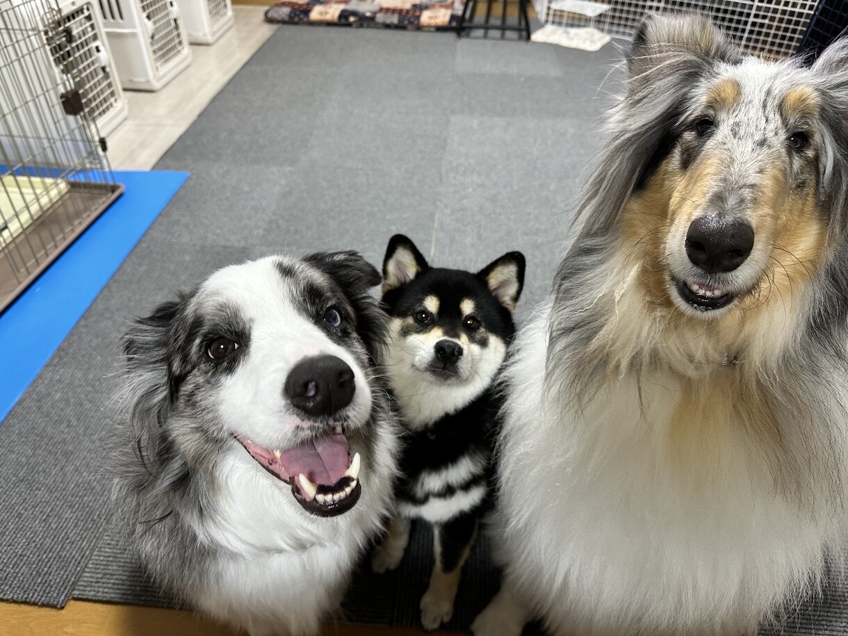 賃貸OK！愛犬の傷や汚れ、悩みをプロが解決します 愛犬の住まい相談！壊されない・汚れない空間をDIY提案 イメージ4