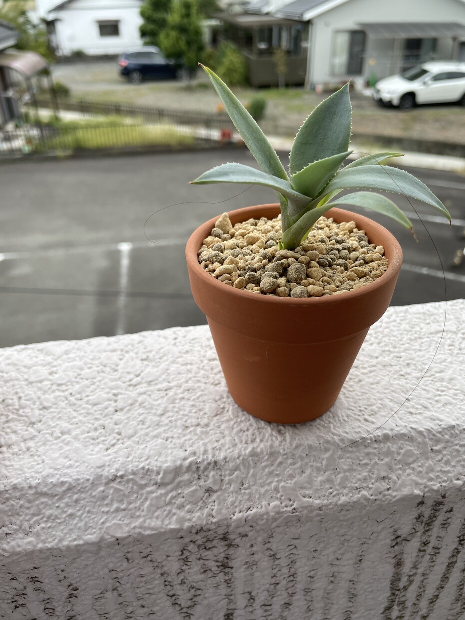 観葉植物類管理相談(2ジャンル)承ります 多肉植物、エアプランツ、観葉植物から2ジャンルok イメージ1
