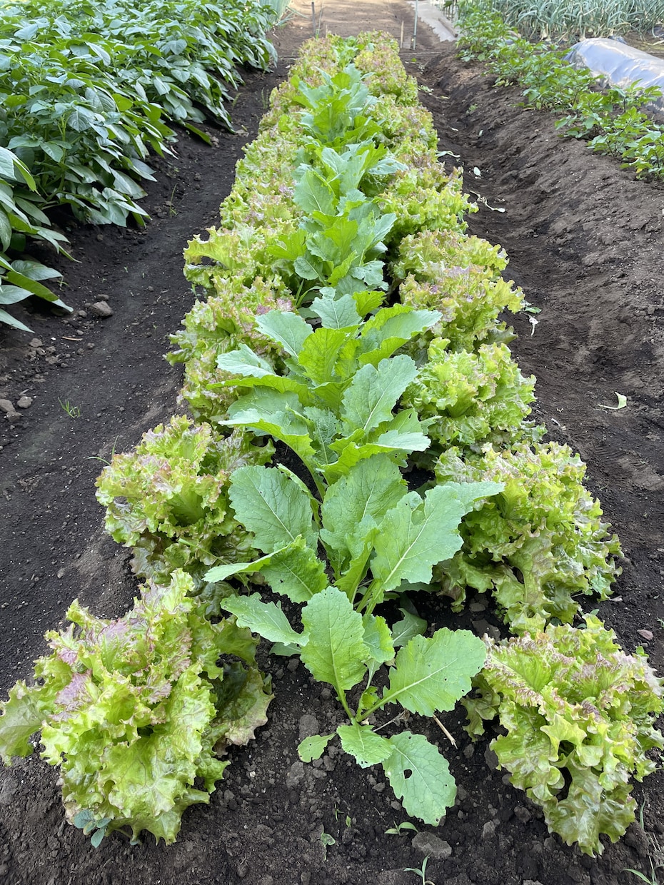 丸１年自給自足する家庭菜園スケジュールお渡しします 葉物野菜を年中切らさない菜園スケジュール表を差し上げます！ イメージ4