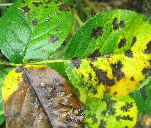 バラを病害虫から守る！適切な薬剤選択をお教えします 病気、害虫ごとの適切な薬剤を知りたい方にオススメ！ イメージ1