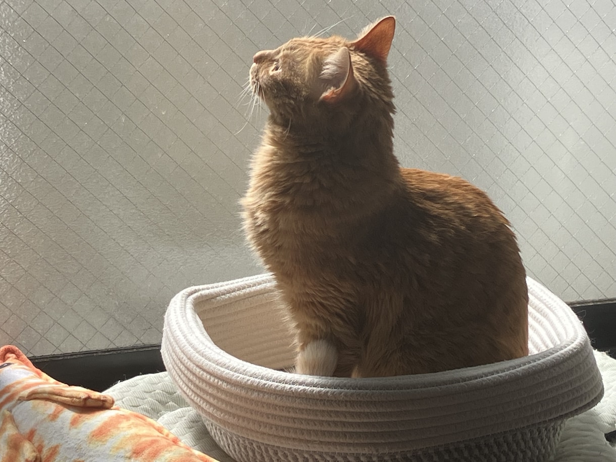 うちの子がいちばん！愛猫の自慢話聞きます 愛猫とのエピソード、特技、猫愛なんでもお話しください♪ イメージ9