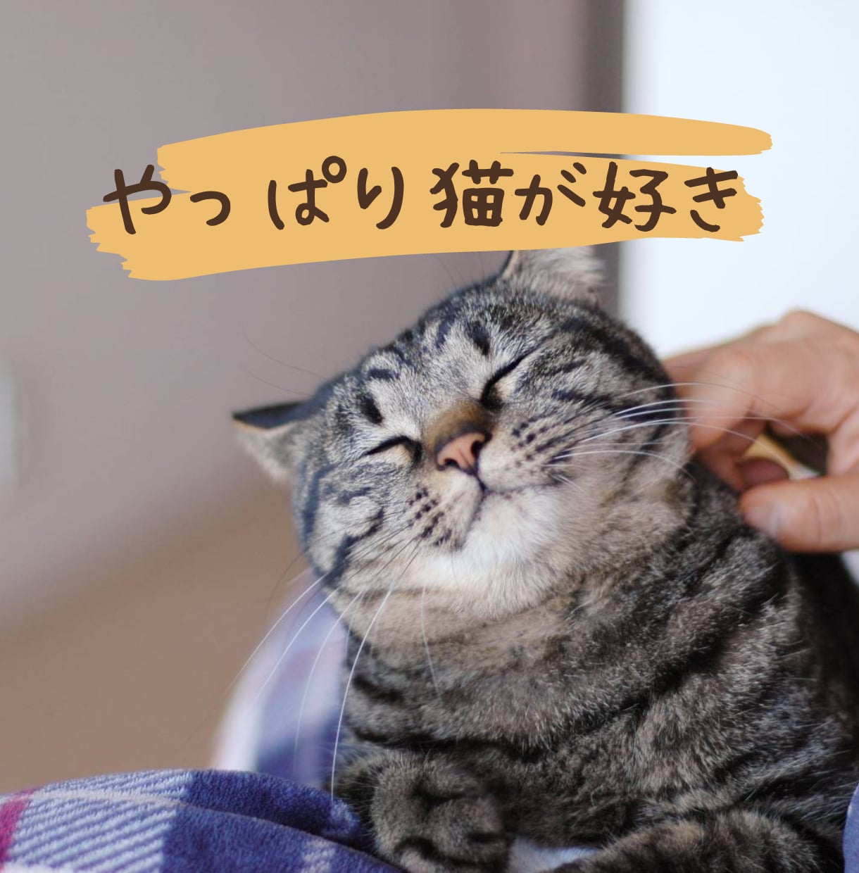 猫好き専用♡猫自慢・猫トーク大歓迎たっぷり聞きます うちのコもよそのコもみんな可愛い♡猫を飼っていない方も大歓迎 イメージ1