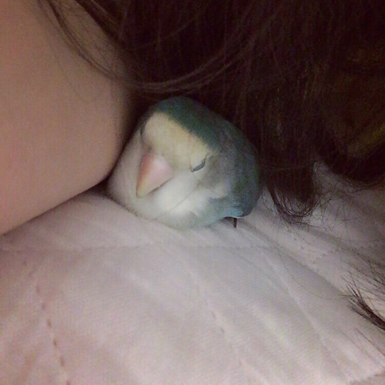 飼っているペットの相談のります 飼っているペットに健康というプレゼントしませんか？ イメージ1