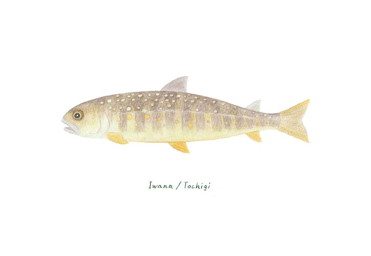 釣った渓流魚を透明感のある水彩で描きます 川ごとに違う色と模様を、水に溶ける色鉛筆で一枚に イメージ5
