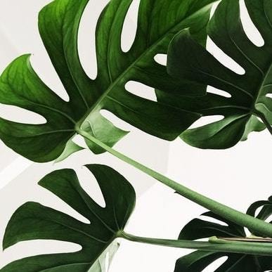 植物の悩みをグリーンアドバイザーが解決します 園芸ガーデニング・観葉植物の疑問をグリーンアドバイザーが回答 イメージ1
