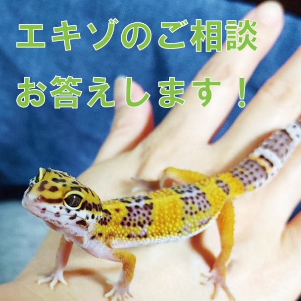 爬虫類飼育関係の相談にお答えます 元爬虫類ショップ店員がお答えします イメージ1