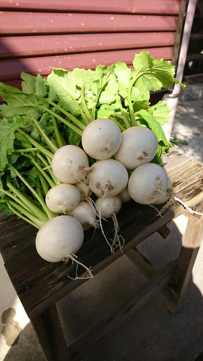 花や野菜の園芸相談いたします 花や野菜のお困り事の相談、初めての方へアドバイス致します。 イメージ4