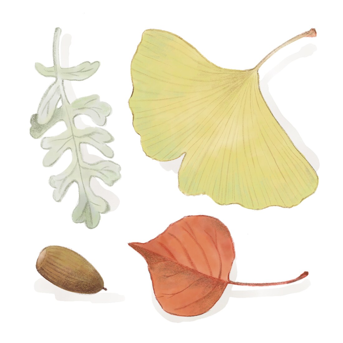 水彩画で植物イラストを描きます ボタニカルアートのようなイラストならおまかせください イメージ5