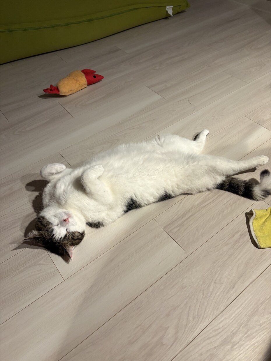 一人暮らしで猫を迎えたい方の相談に乗ります 一人暮らしで猫と暮らして4年。仕事しながら育てるコツを伝授！ イメージ3