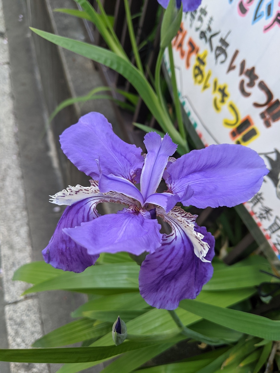 食いしん坊の菜摘が献立アイデアを提供します 「ああ今晩何作ろう〜」とか悩んだらちょっと話しましょ! イメージ10