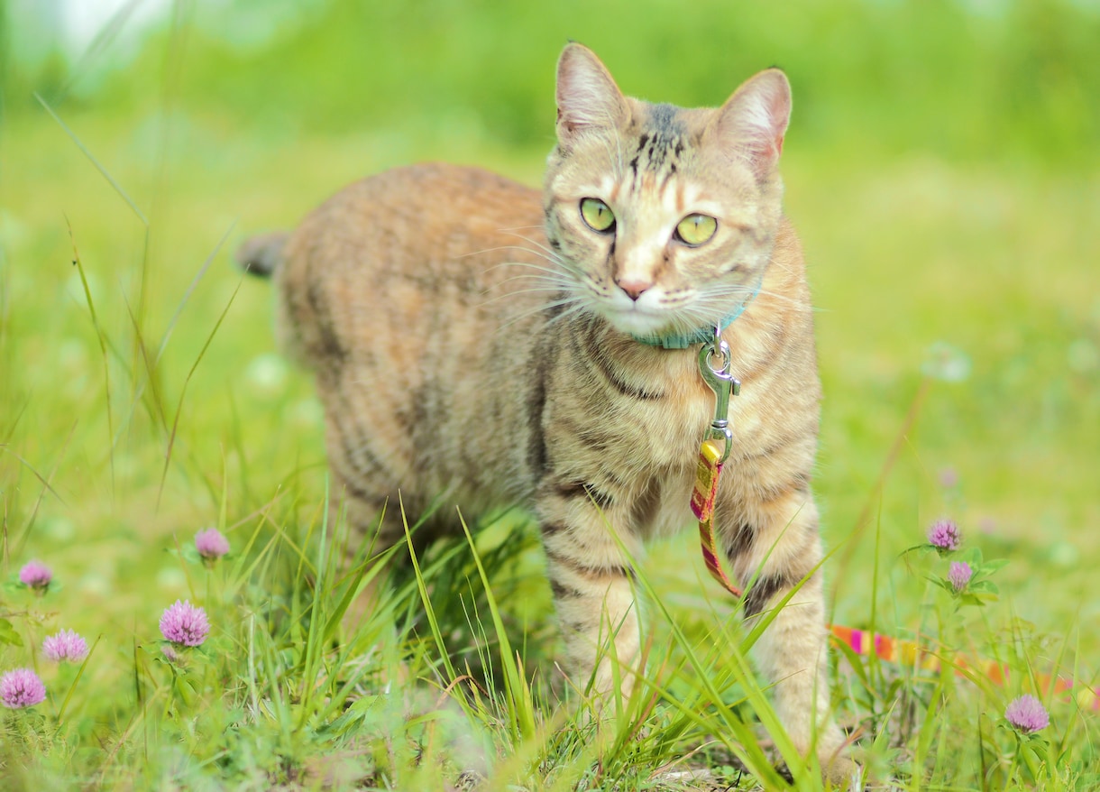 猫ちゃん画像　3枚組　販売します カタログ・パンフ・書籍・カレンダー等に使えます。一眼レフ撮影 イメージ2