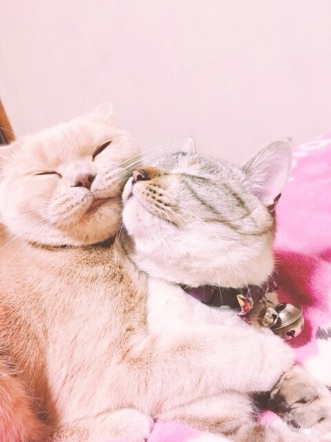 九州弁♥で雑談⭐共感☺️楽しく、ほんわか癒します 博多弁で、恋愛、悩み、相談、ぐち、なんでも聞くけんね〜♥ イメージ9
