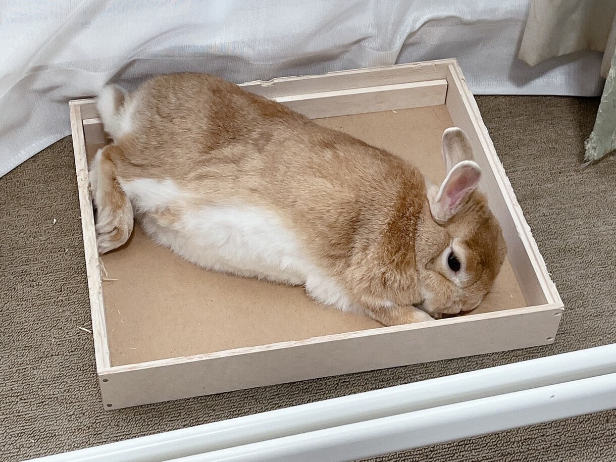 うさぎの癒し写真素材｜商用OKます 癒し系うさぎの写真素材｜リラックスする可愛い瞬間【商用OK】 イメージ2