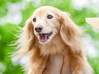 あなたに抱くペットの感情を教えます もっともっとペットと心で繋がるために イメージ2