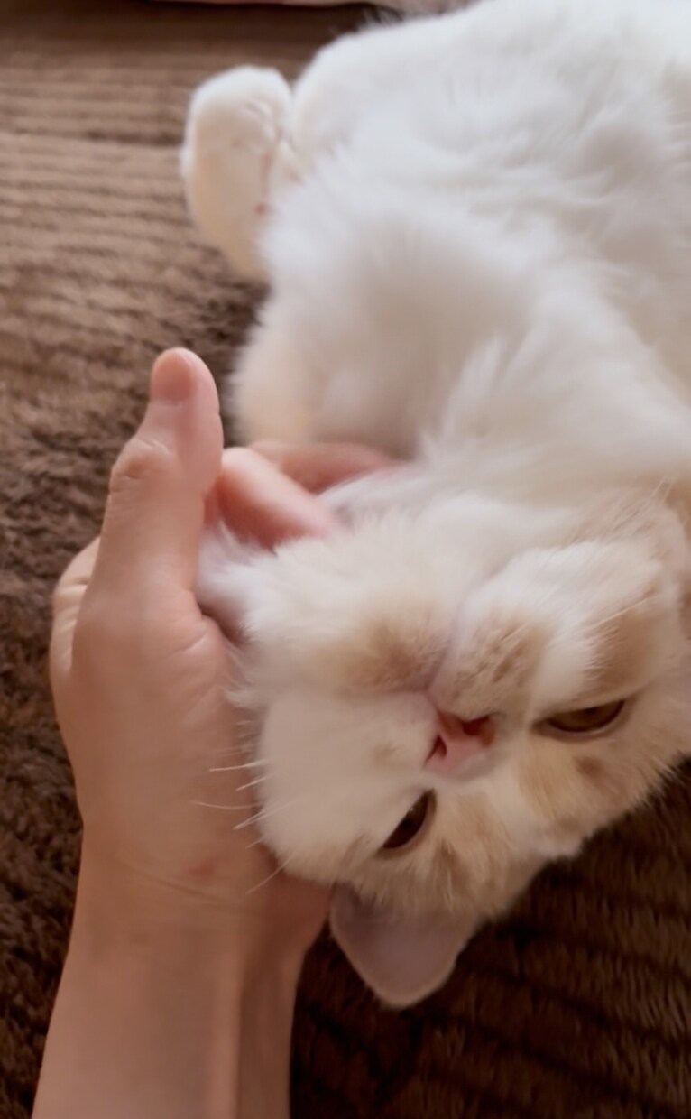 飼い猫さんの気持ちをリーディングします 気になる愛猫の気持ちを教えて！ イメージ4