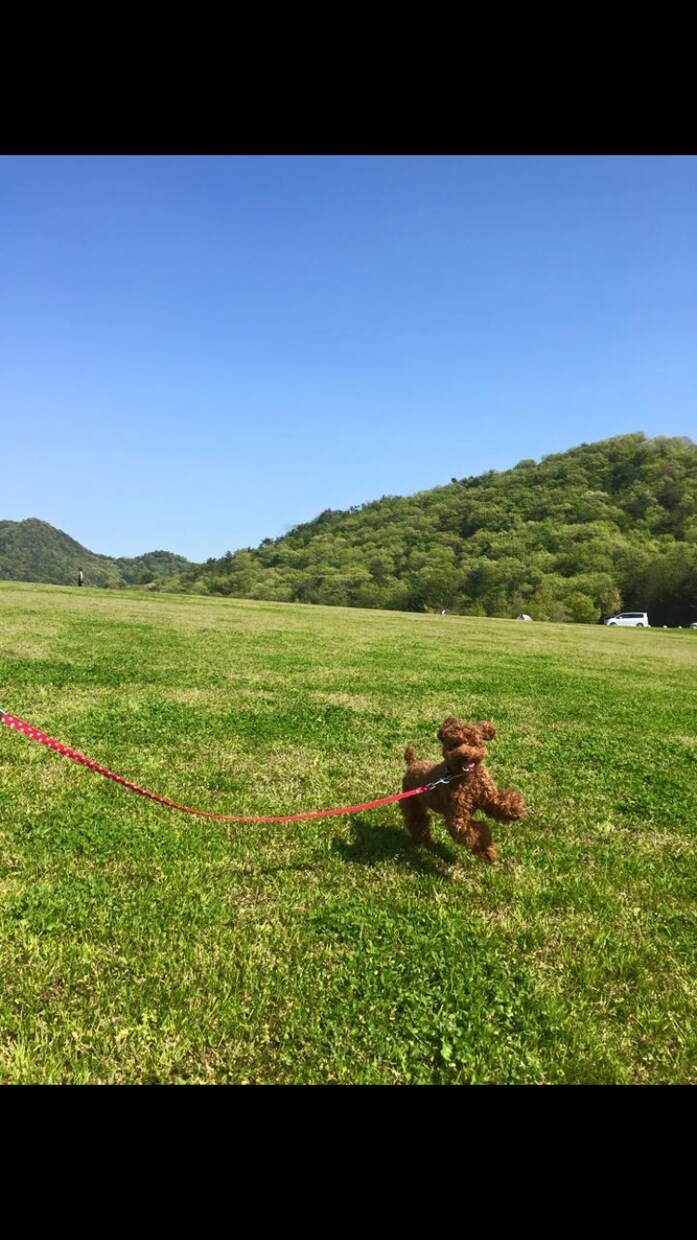 犬の病気、しつけ、お手入れ【トリマー】が答えます 〜これって病気のサイン？そのしつけ間違ってない？ イメージ2