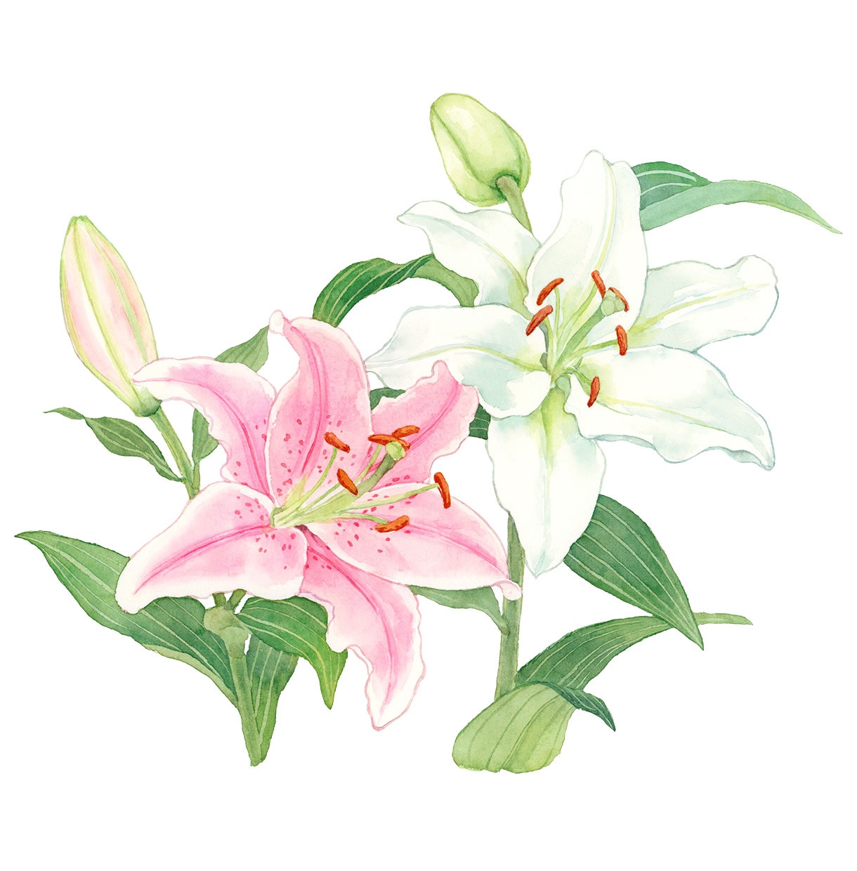 商用◎手描き水彩で心惹かれる花のイラストを描きます カラーラフ修正無制限、ヒアリングが得意です。構図から提案も可 イメージ9