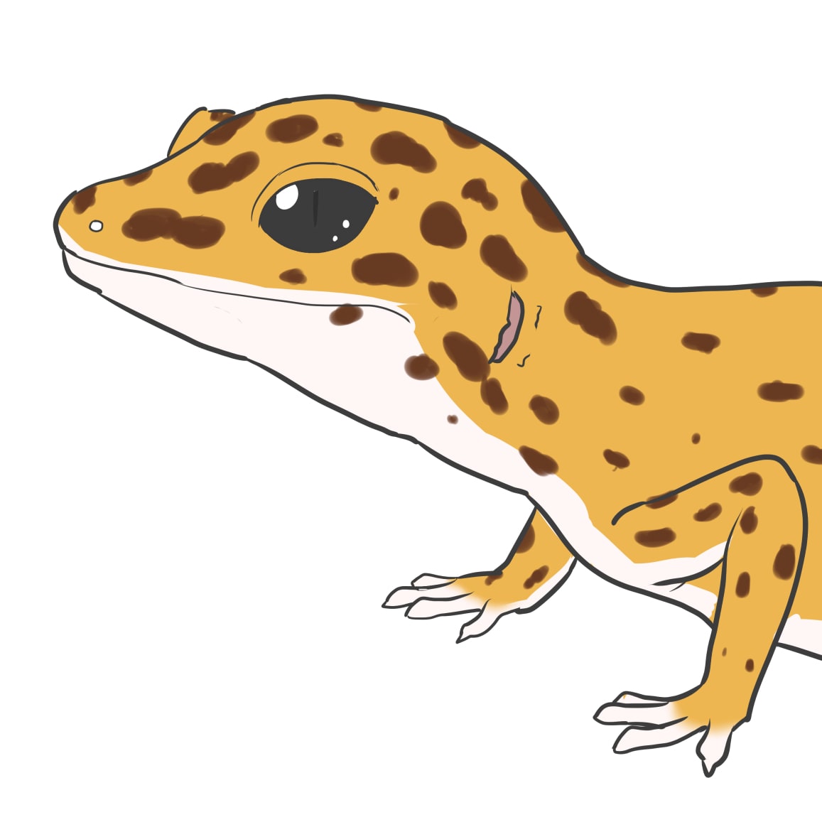 生き物系youtuberが使えるイラスト描きます フリー素材が少ないペット、ピンポイントな種類のイラスト イメージ1