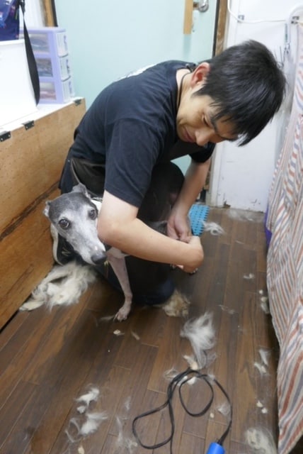 犬、猫の飼い方・しつけ相談をさせていただきます 元動物王国スタッフ、元ショップ10年勤務 イメージ2