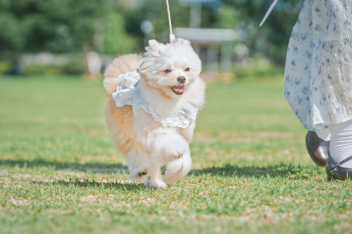 犬【SNS掲載なし】わんちゃんのお写真撮影します 何気ない毎日を、かけがえのないキヲクに。 イメージ4