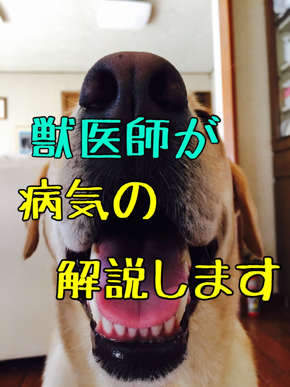 猫の腎臓病についての質問に答えます 獣医が、猫の腎臓病についての疑問に答えます イメージ1