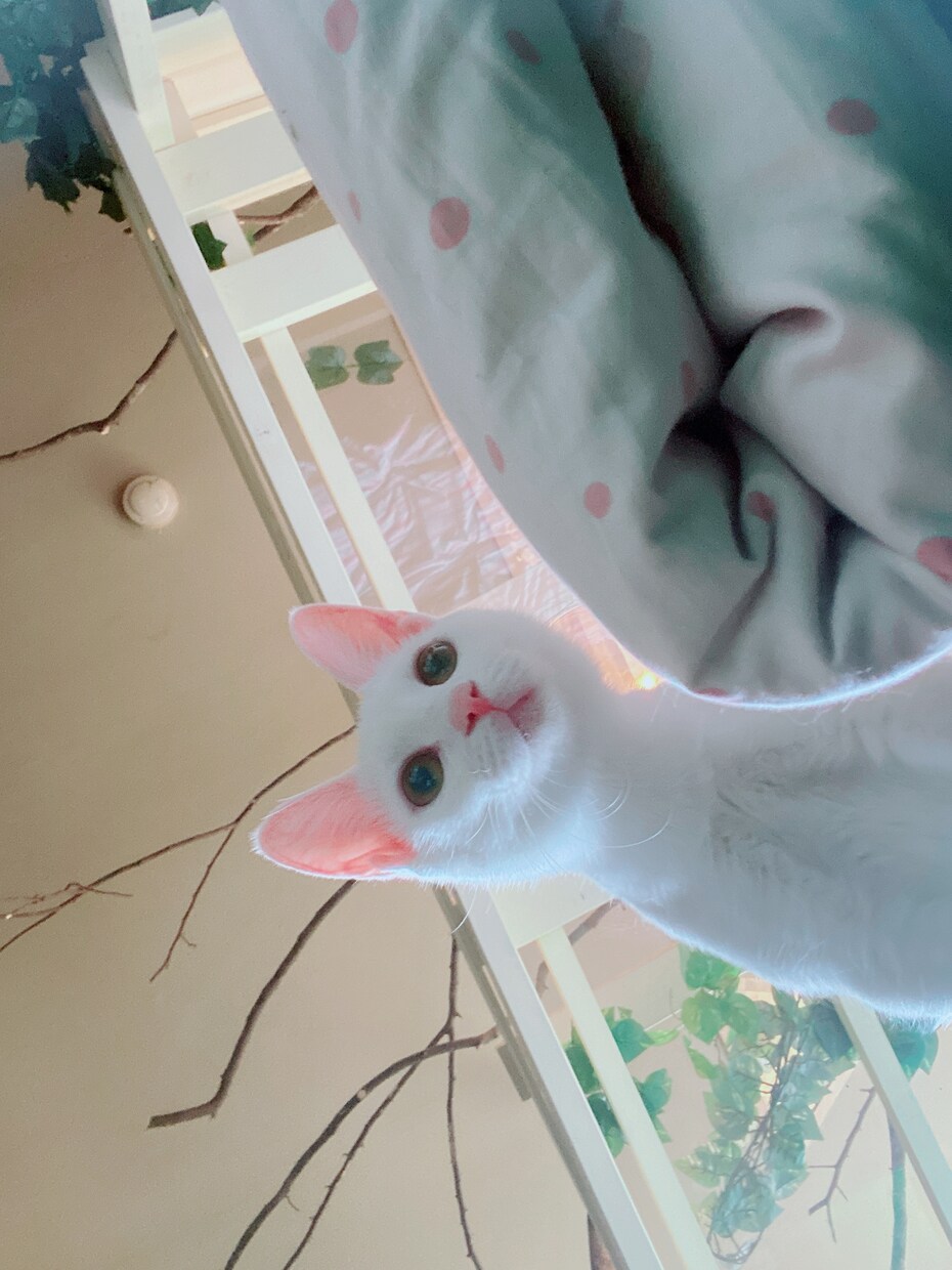 猫ちゃんの画像を格安で提供します お好みのねこちゃんの行動を写真で撮ってご提供します。 イメージ3