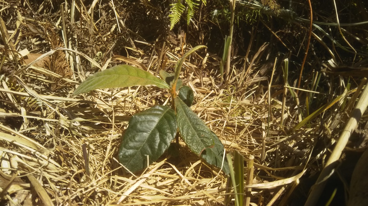 自然療法教えます 薬を使いたくない方に家庭で出来る手当て法をお教えます イメージ1