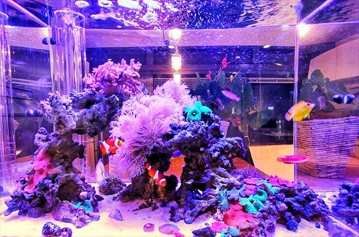 自宅用の海水水槽(アクアリウム)の作り方を教えます 何から始めて良いか分からない方向けにレクチャーします！ イメージ1