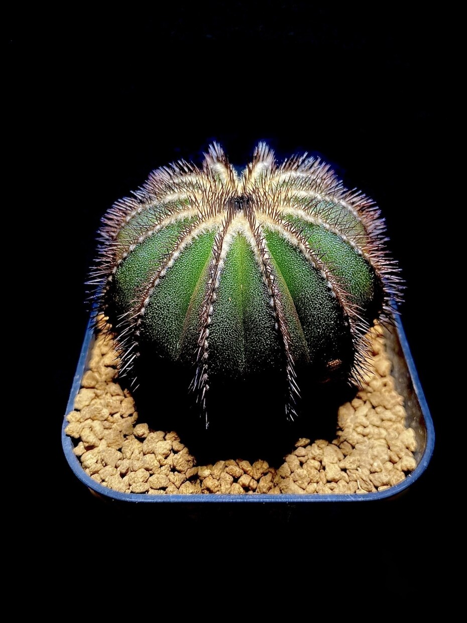 ガチ園芸店員がお家の植物のお悩み解決します 園芸店勤務の経験を活かして、観葉植物の相談に乗ります！ イメージ3