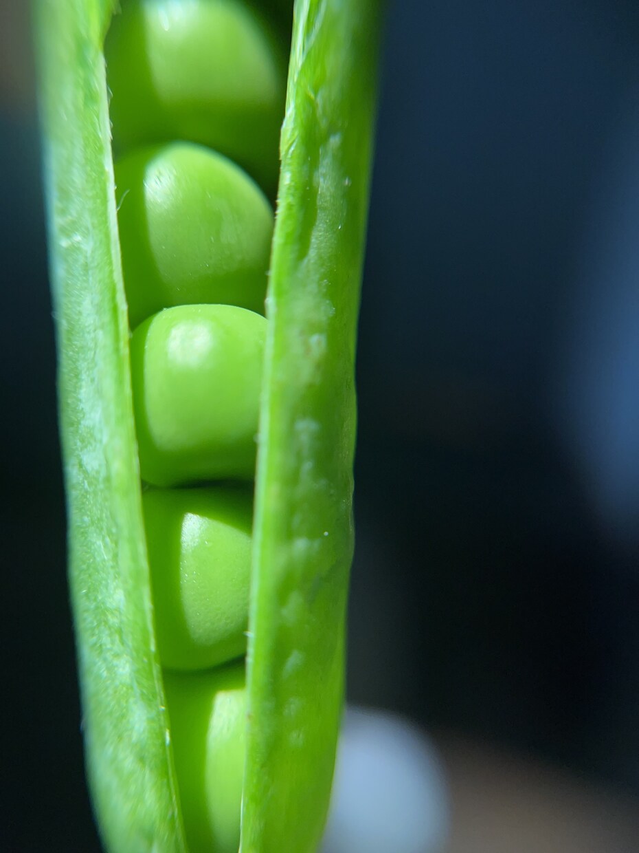 植物、食材を中心に色々な写真を投稿します ミクロの世界への挑戦と探検。まだ見ぬ世界へ。 イメージ4