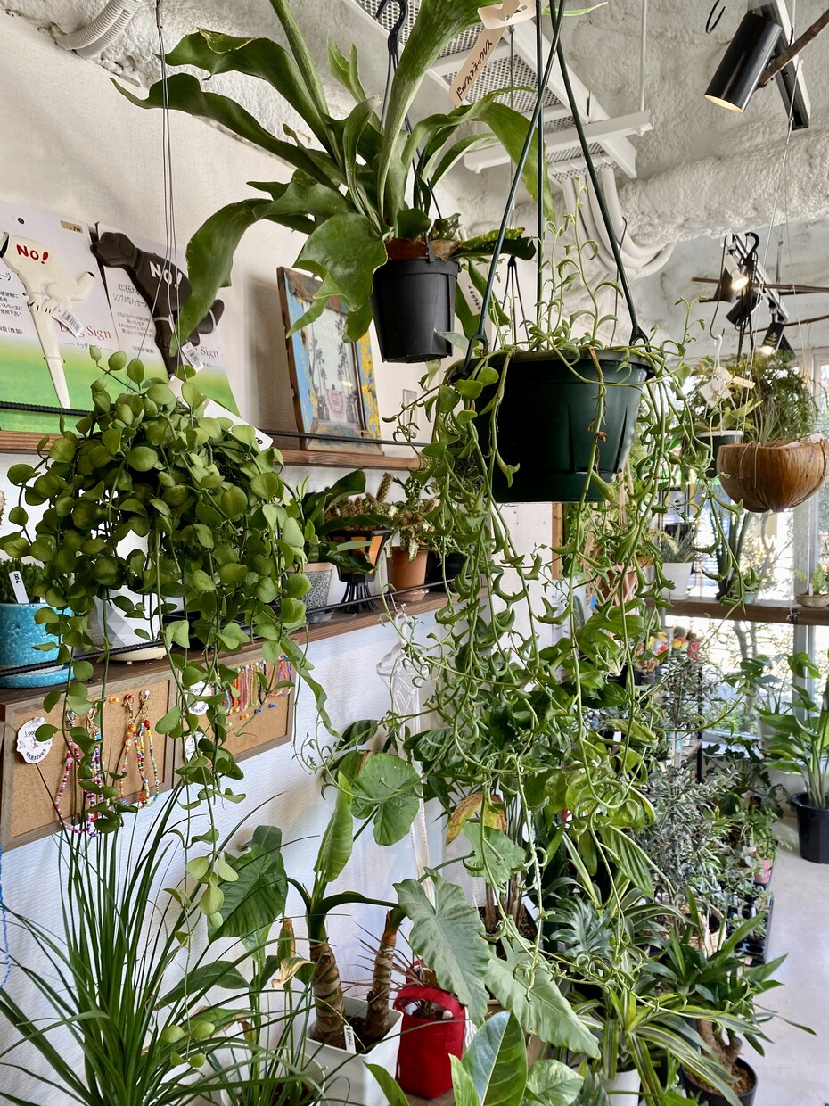 観葉植物の悩み、お部屋に合う観葉植物ご提案します 観葉植物店オーナーが観葉植物のアレコレ教えます イメージ1
