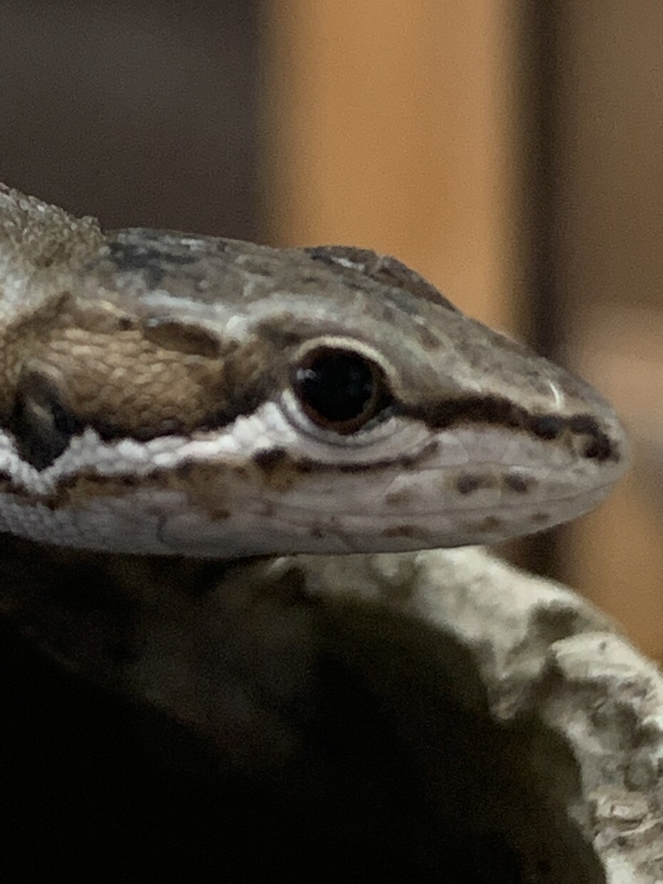 爬虫類の飼い方教えます いままでに15匹の爬虫類達を飼ってきました イメージ1