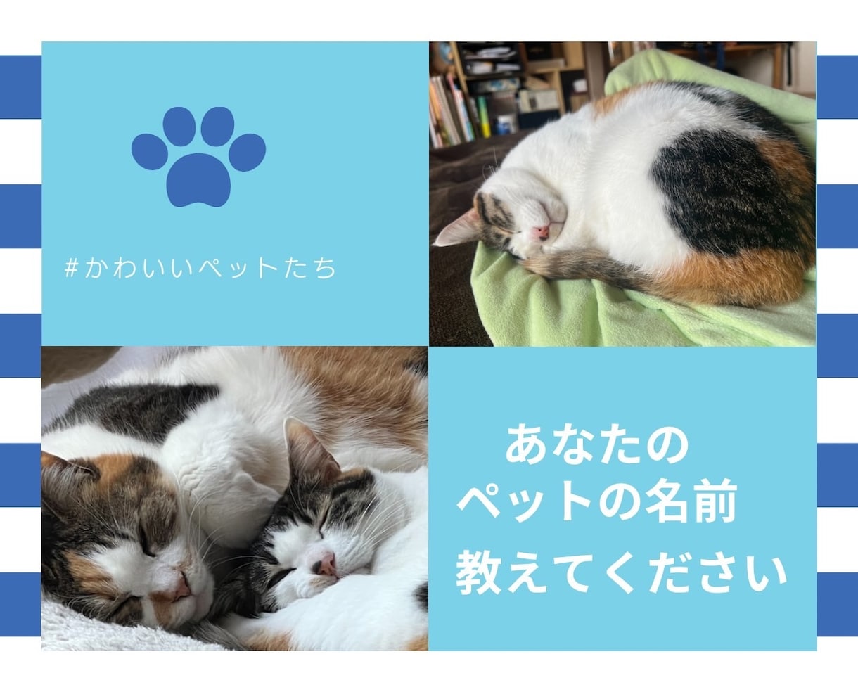 あなたが心から愛している大切なペットとお話しします 何を考えているの？もう一度話したい。ペットの気持ちを教えます イメージ7