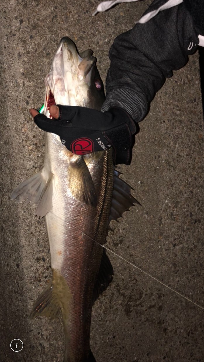 シーバスのルアー釣りの基礎から伝授します 最初の一匹を釣るために必要な事を全て伝えます！ イメージ1