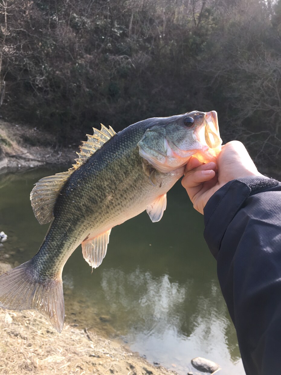 バス釣りたった４つの釣れる事教えます 釣りは道具じゃない！！釣れる喜び！ イメージ1