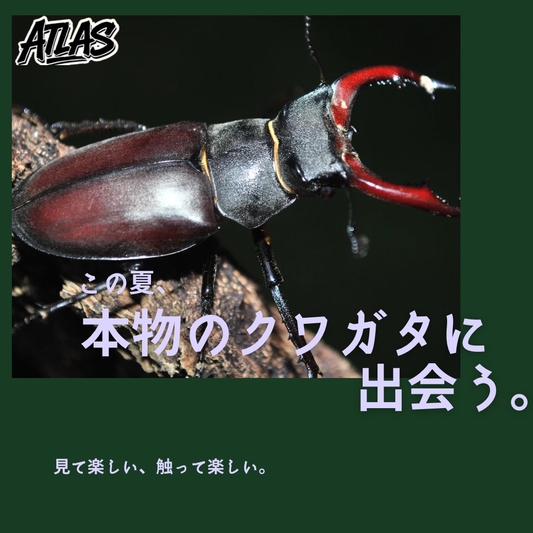 CanvaでSNS・チラシ画像作成します 修正無制限！Canvaでパッと目を引くデザイン作ります イメージ4