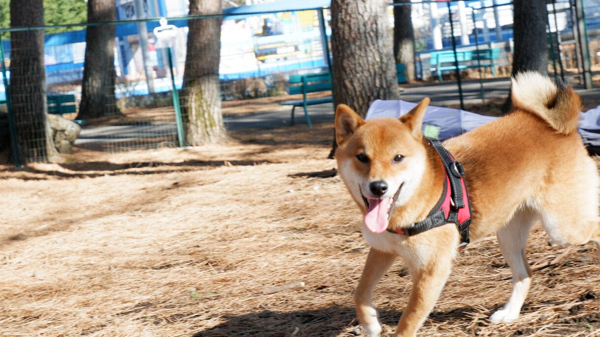 柴犬の写真撮ります 散歩行けば「イケメンだね」と声をかけられる4歳のオスです イメージ5